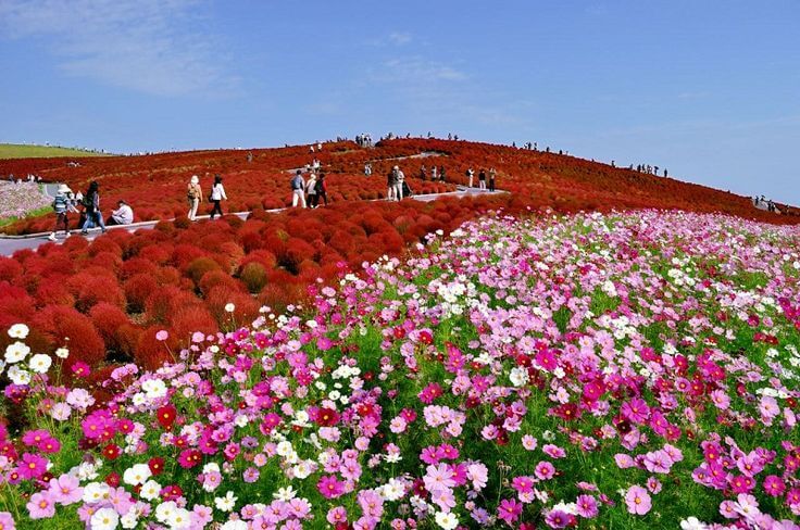 Parque de Flores Hitachi Seaside Park, Japão