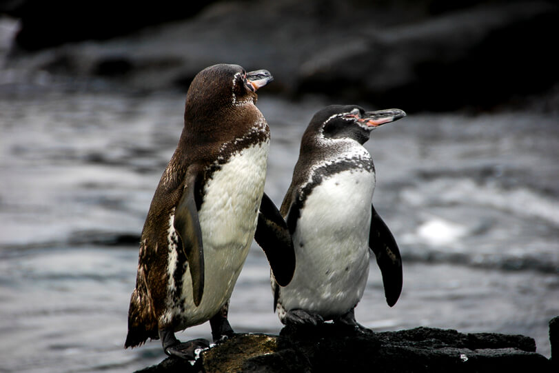 Pinguins no Equador, Ilhas Galápagos